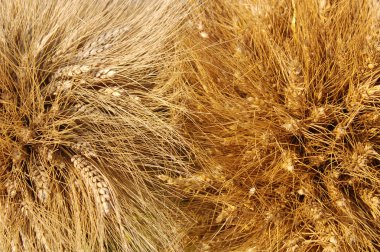 Yellow wheat ears clipart