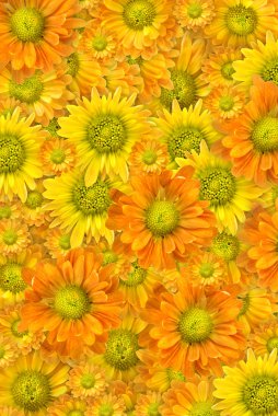 Yellow flowers background clipart