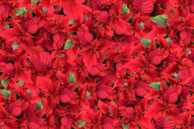 Christmas flower background clipart