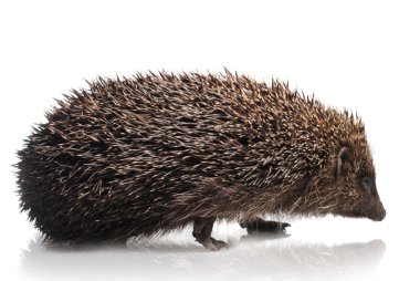 Hedgehog isolated on white clipart