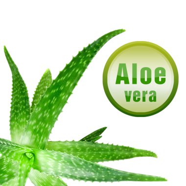 yakın çekim fotoğraf üzerinde beyaz izole simgesi olan yeşil aloe vera