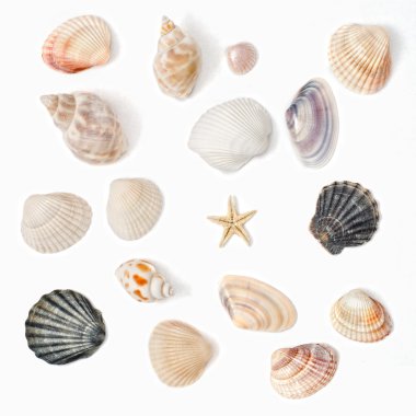 Various color shell isolated on white clipart
