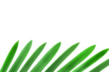 Design element from green palm leaves isolated on white clipart