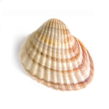 Macro of shell isolated on white clipart