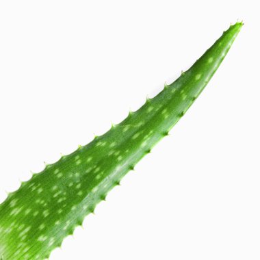 Close-up photo of green aloe vera isolated on white clipart