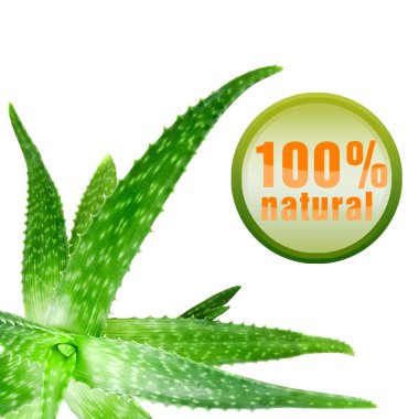 Close-up photo of green aloe vera with icon isolated on white clipart