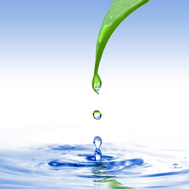 Green leaf with water drop ans splash isolated on white clipart