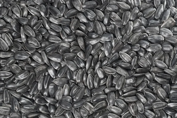 Fundo de sementes de girassol preto — Fotografia de Stock