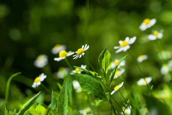 Weiße Kamillen auf grüner, sonniger Wiese — Stockfoto