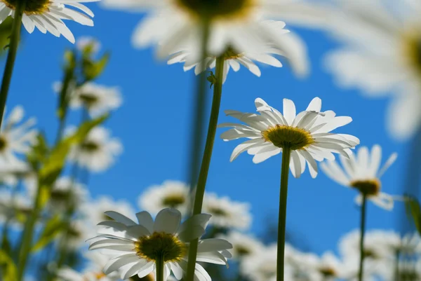 White chamomiles against blue sky — Stock Photo, Image