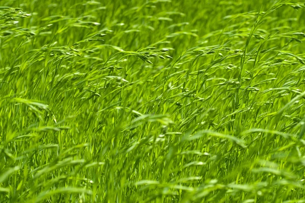 Lino verde — Foto de Stock