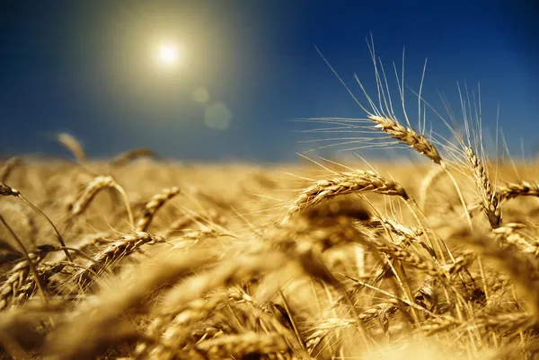Gouden tarwe en blauwe hemel met zon — Stockfoto