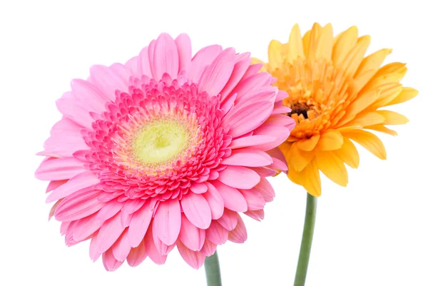 Rózsaszín és sárga százszorszép gerbera — Stock Fotó