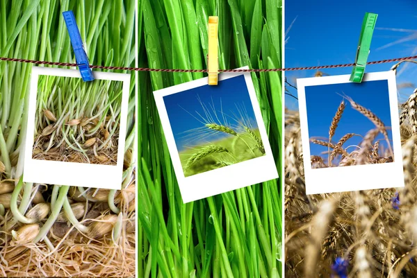 Photos de blé accroché à une corde avec des épingles. Concept de croissance saisonnière — Photo