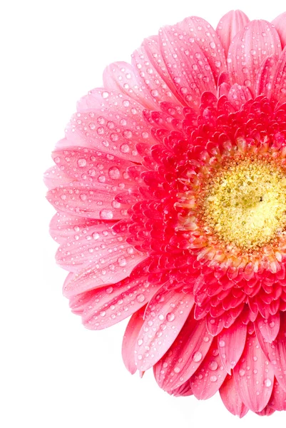 Margarida-gerbera rosa com gotas de água — Fotografia de Stock