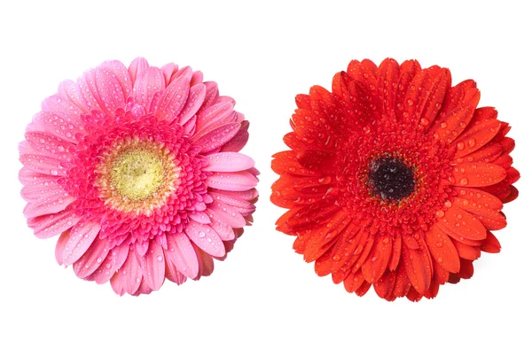 Rött och rosa daisy-gerbera huvuden — Stockfoto