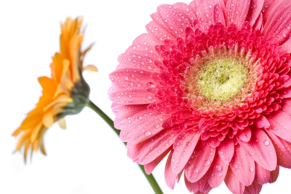Daisy-gerbera rose avec gouttes d'eau — Photo