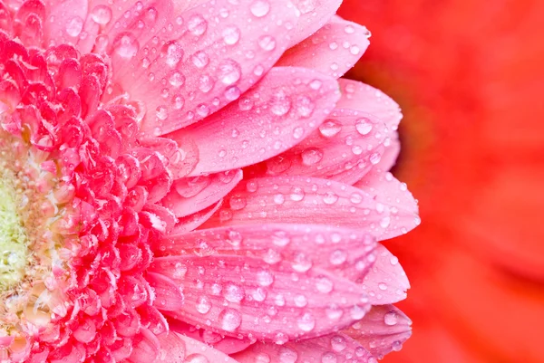 Zblízka růžová gerbera sedmikrásky kapkami vody — Stock fotografie