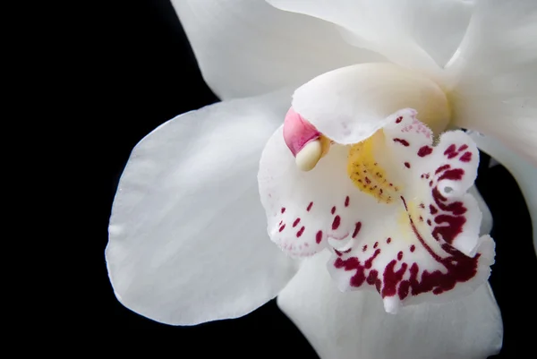 Närbild vit orkidé — Stockfoto