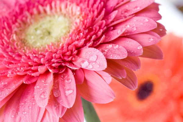 Zblízka růžová gerbera sedmikrásky kapkami vody — Stock fotografie
