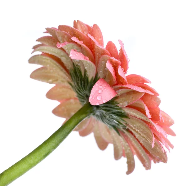 Daisy-gerbera rose avec gouttes d'eau — Photo