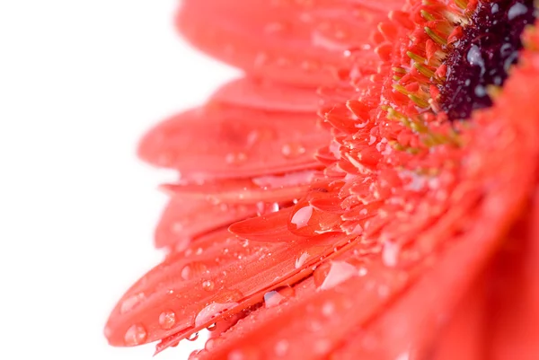 Macro of red daisy-gerbera head — Stock Photo, Image