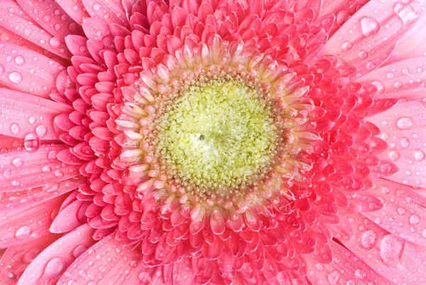 Ροζ λευκό λουλούδι Μαργαρίτα με σταγόνες νερό — Φωτογραφία Αρχείου
