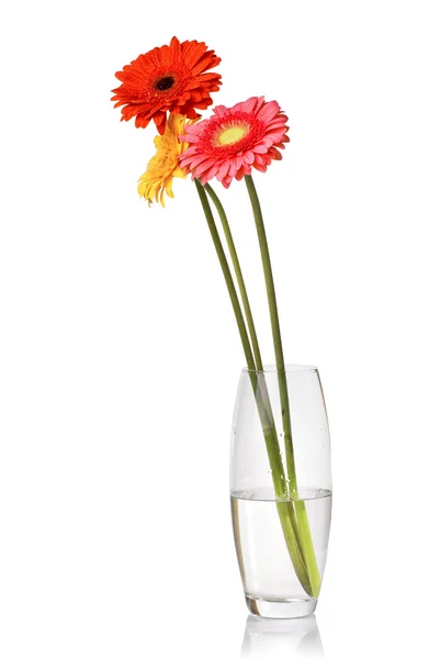 从雏菊非洲菊在玻璃花瓶中的花束 — 图库照片