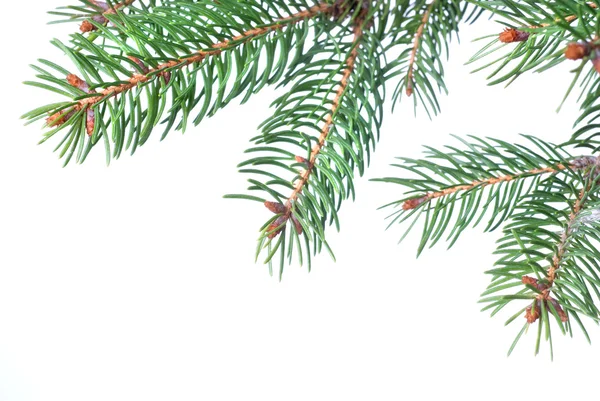 クリスマスのモミの木の枝 — ストック写真
