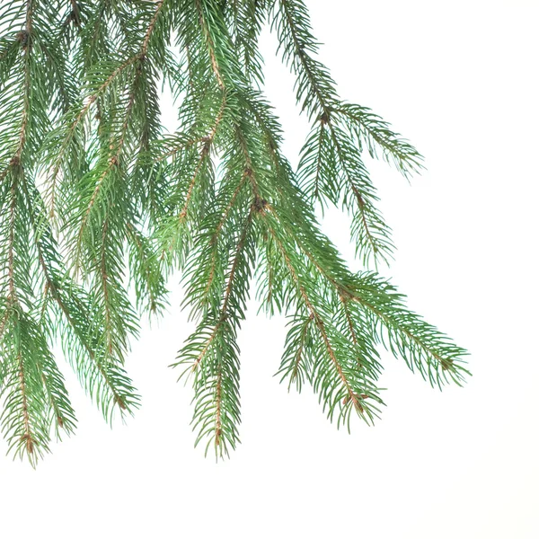 Yılbaşı çam ağacı dalı — Stok fotoğraf