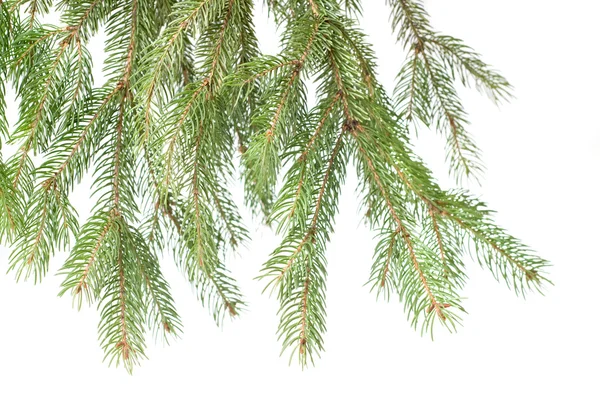 Ветвь рождественской елки — стоковое фото