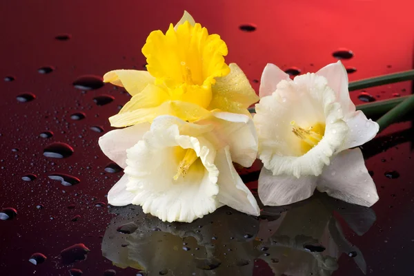 Narciso amarillo y blanco sobre fondo rojo con gotas de agua —  Fotos de Stock