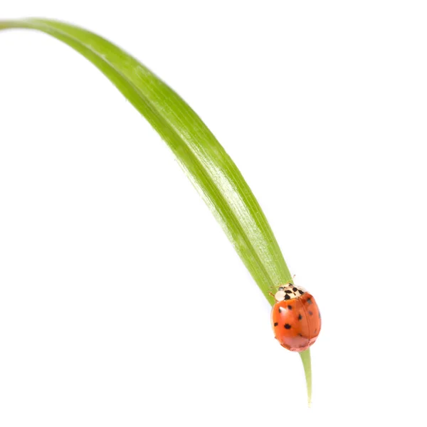 Yeşil çimlerde kırmızı uğur böceği — Stok fotoğraf