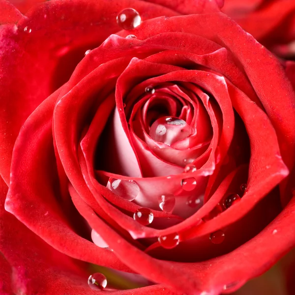 Detail fotografie z červené růže — Stock fotografie