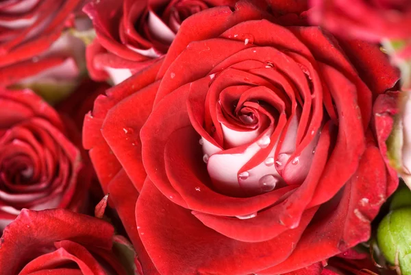 Foto de cerca de la rosa roja — Foto de Stock