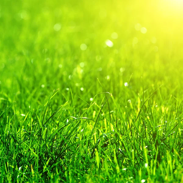 Grönt gräs bakgrund med solen strålar — Stockfoto