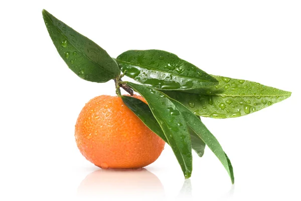 Tangerine met groene bladeren en waterdruppels — Stockfoto