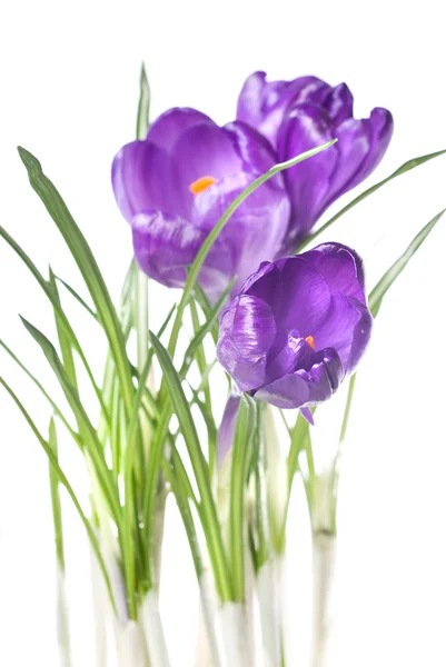 Crocus bouquet — Stock Photo, Image