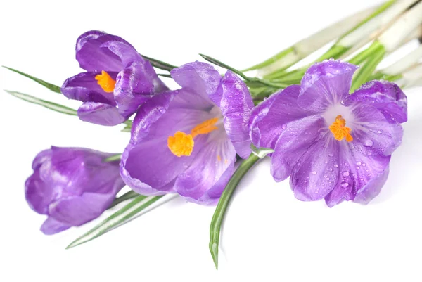 Crocus bouquet with water drops — Stock Photo, Image