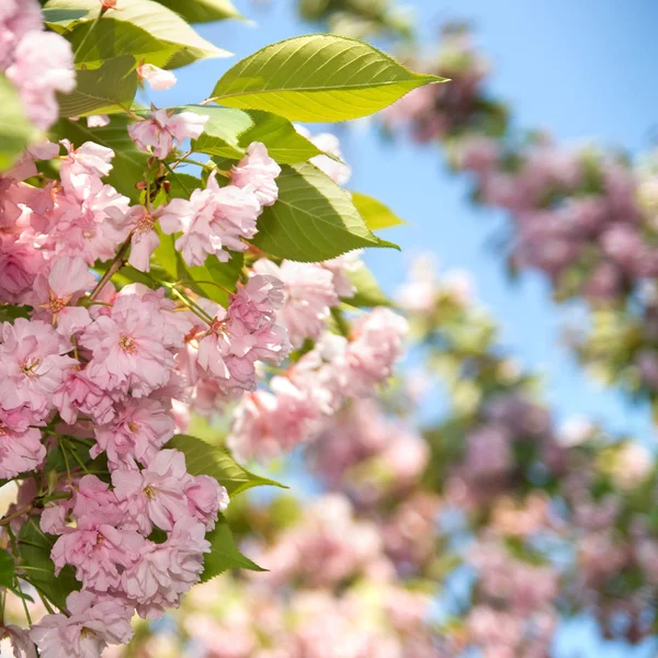 Lente bloesem van paarse sakura tegen blauwe hemel — Stockfoto