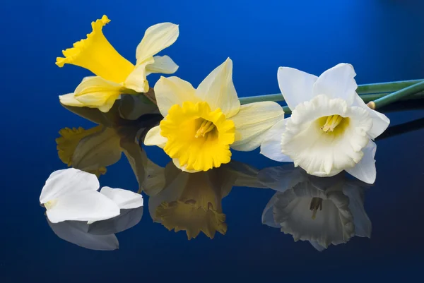 Narcissus kuning dan putih — Stok Foto