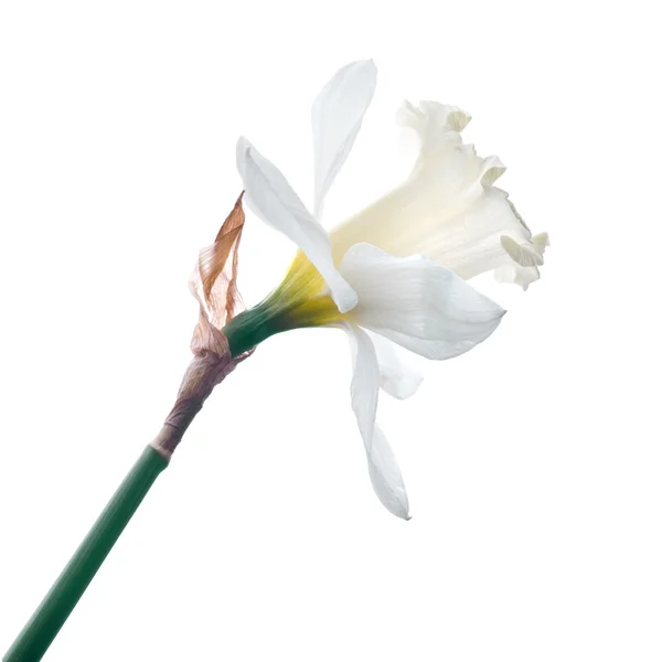Білий Нарцис — стокове фото