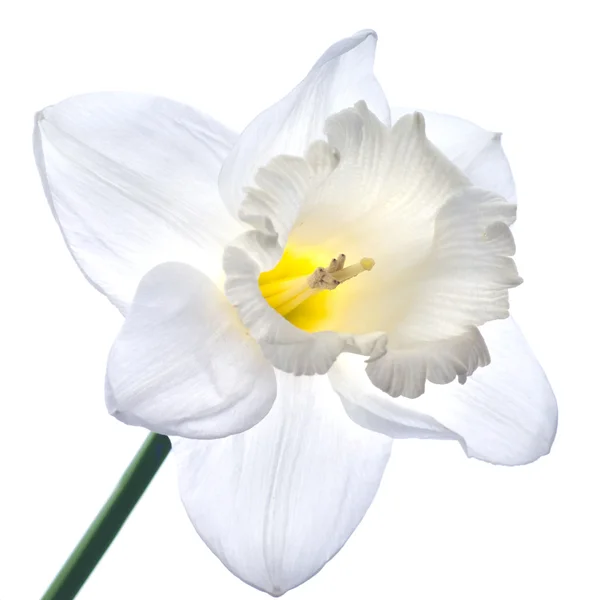 Narciso blanco aislado — Foto de Stock