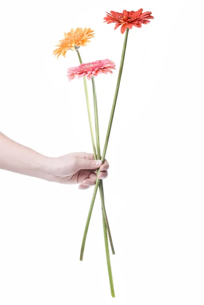 Bouquet from daisy-gerbera in hand — Stock Photo, Image