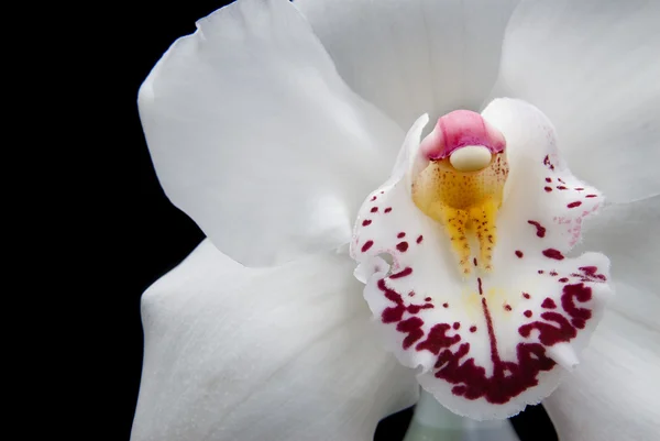 Закрыть белую орхидею — стоковое фото