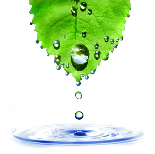 Hoja verde con gotas de agua y salpicaduras —  Fotos de Stock