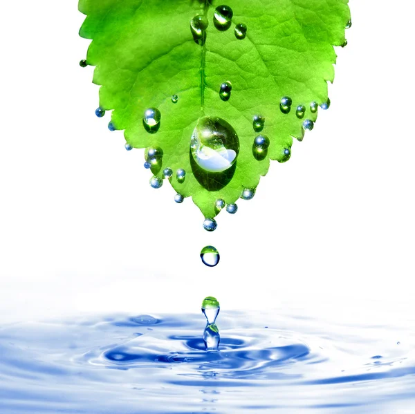 Foglia verde con gocce d'acqua e spruzzi — Foto Stock