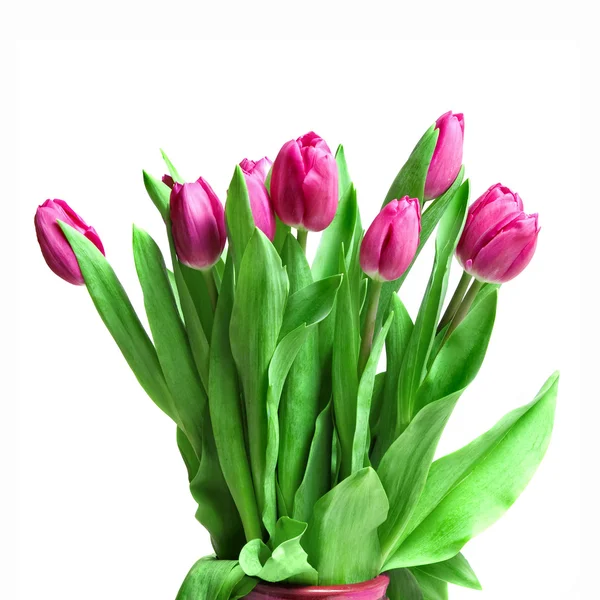 Strauß aus rosa Tulpen — Stockfoto