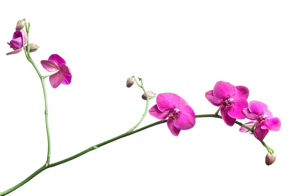 Růžová orchidej větev — Stock fotografie