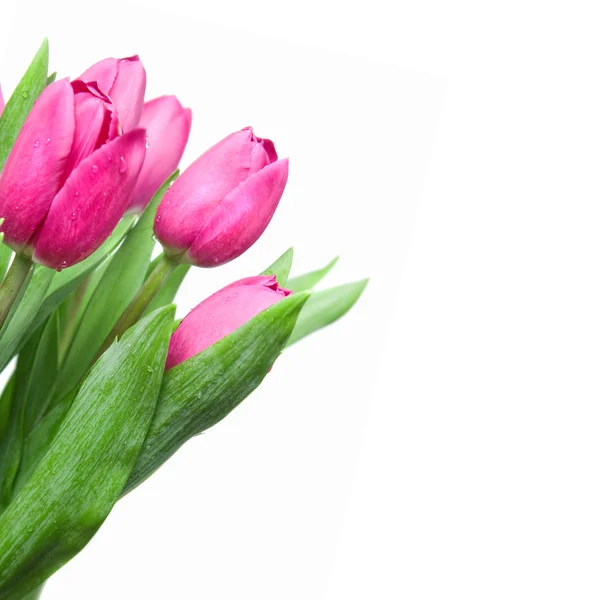 Close-up tulipas rosa — Fotografia de Stock